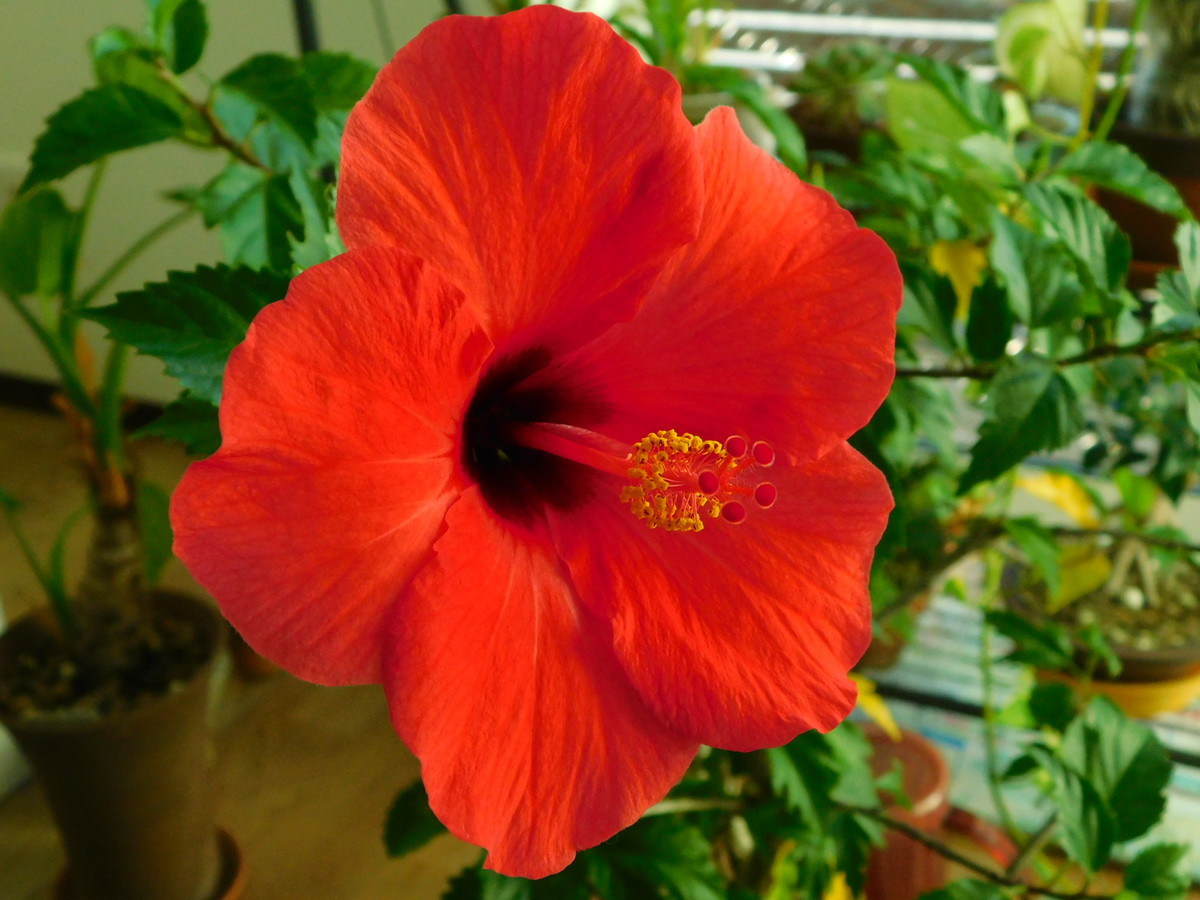f:id:peepooblue:20211205203847j:plain