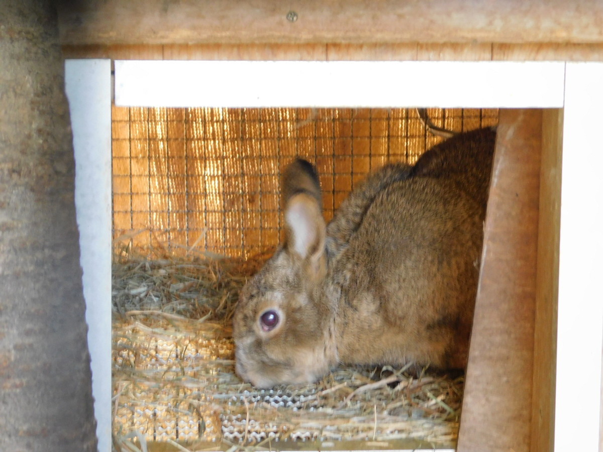 やまね工房　キュウシュウノウサギ　冬毛　立 冬のウサギ - Peepooblue's Sketchbook