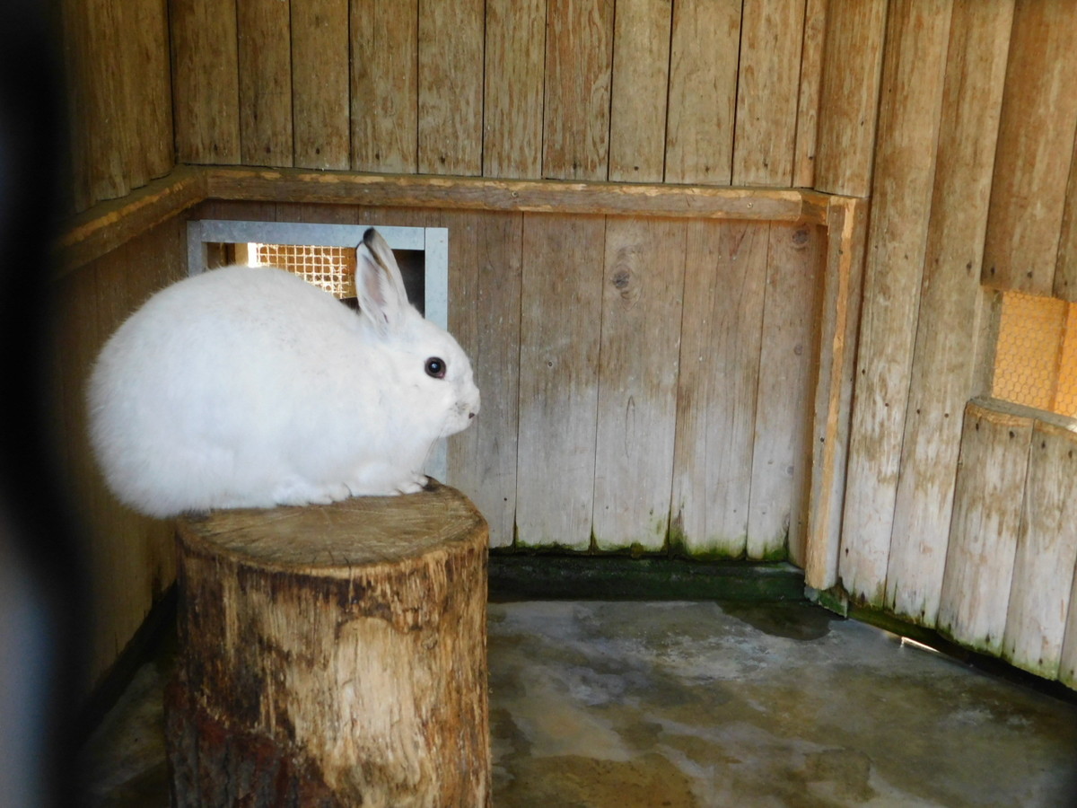 冬のウサギ - Peepooblue's Sketchbook