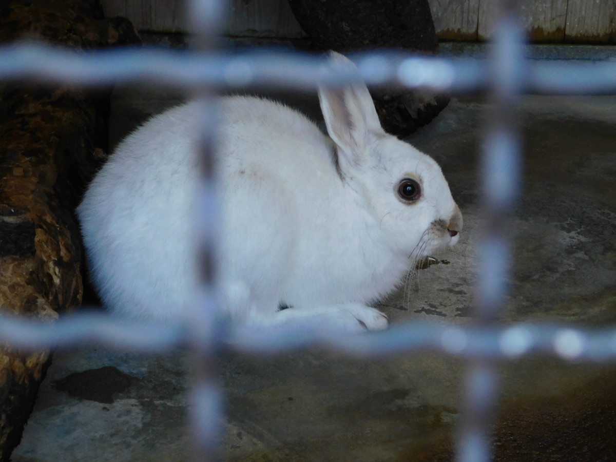 やまね工房 キュウシュウノウサギ 冬毛 立 2025年最新】やまね工房の