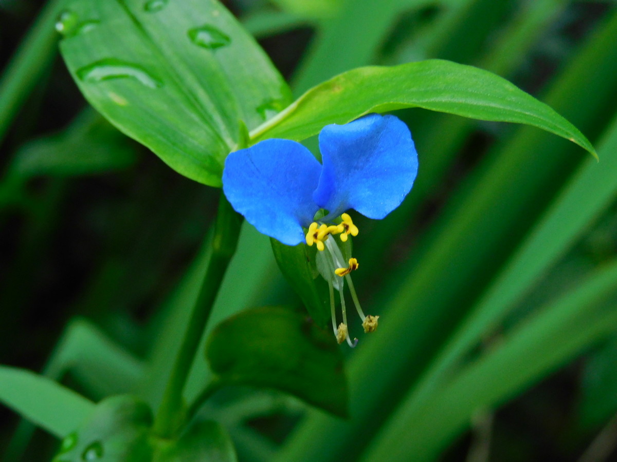 初秋のカマキリ Peepooblue S Sketchbook