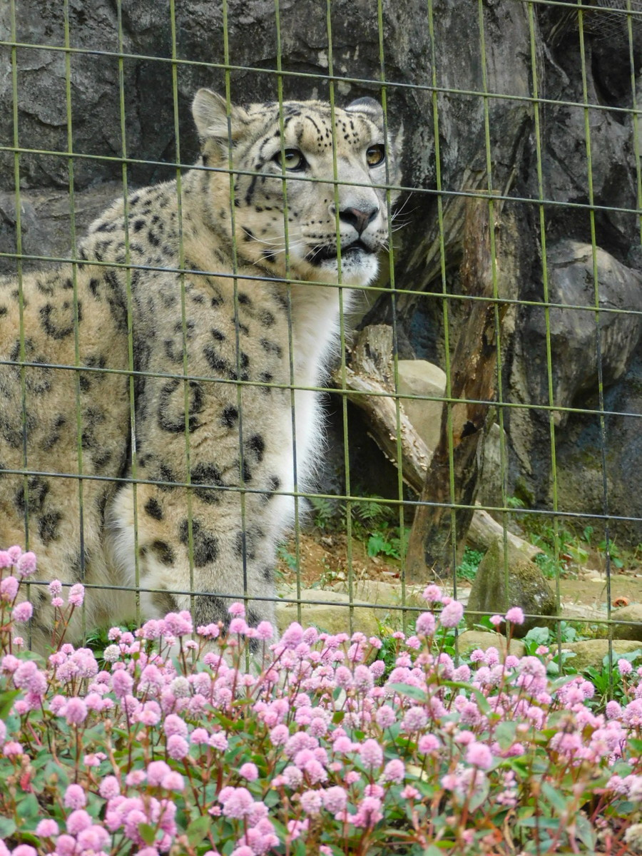 ポリゴナムご相談 ポリゴナム｜種（タネ）,球根,苗,資材,ガーデニンググッズの通販は