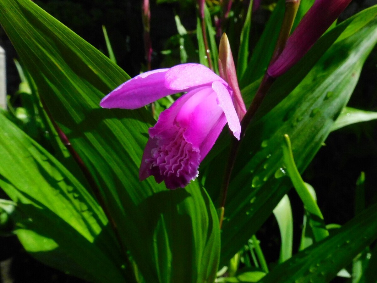 シランが開花 - Peepooblue's Sketchbook