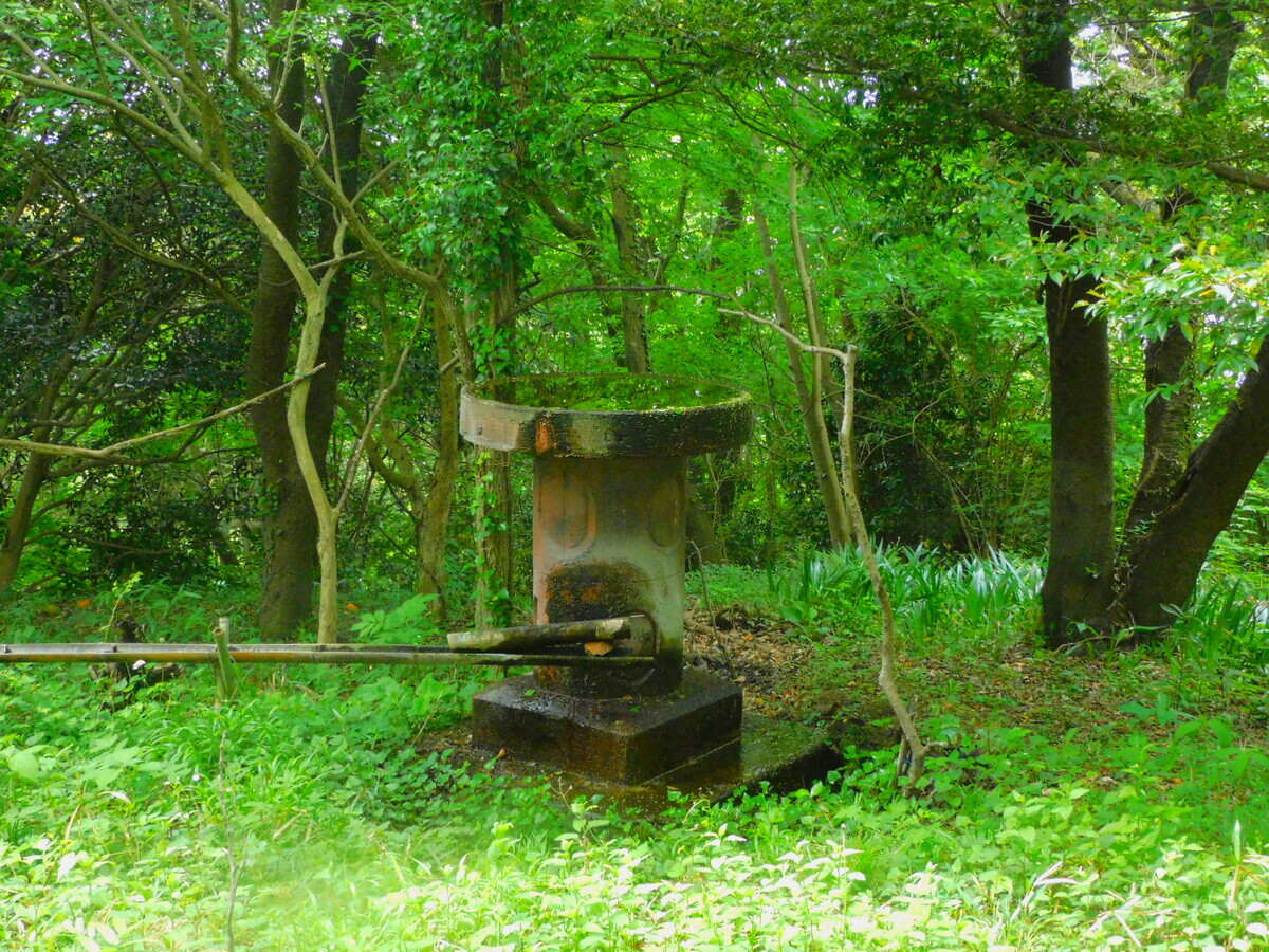 弘法山公園で野鳥観察 - Peepooblue's Sketchbook
