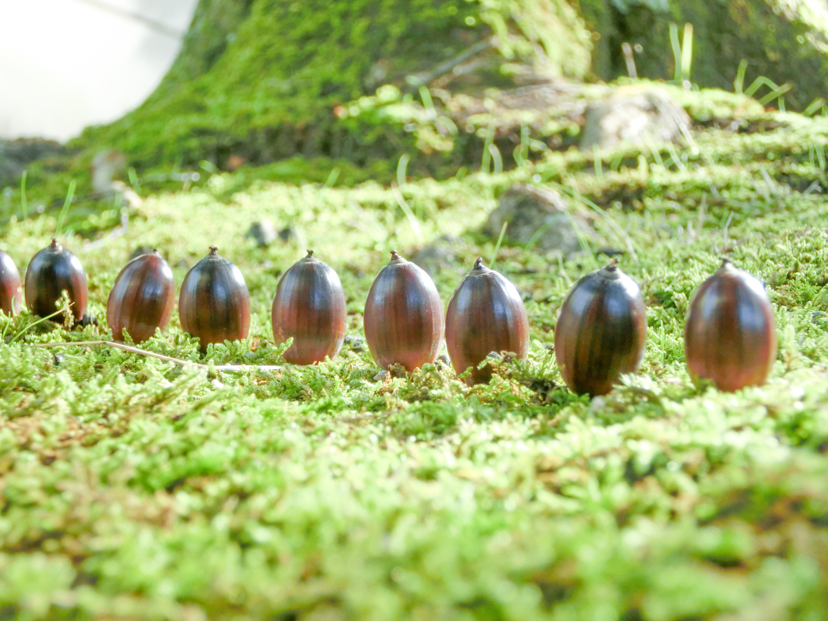 f:id:pegasass123:20201119010735j:plain