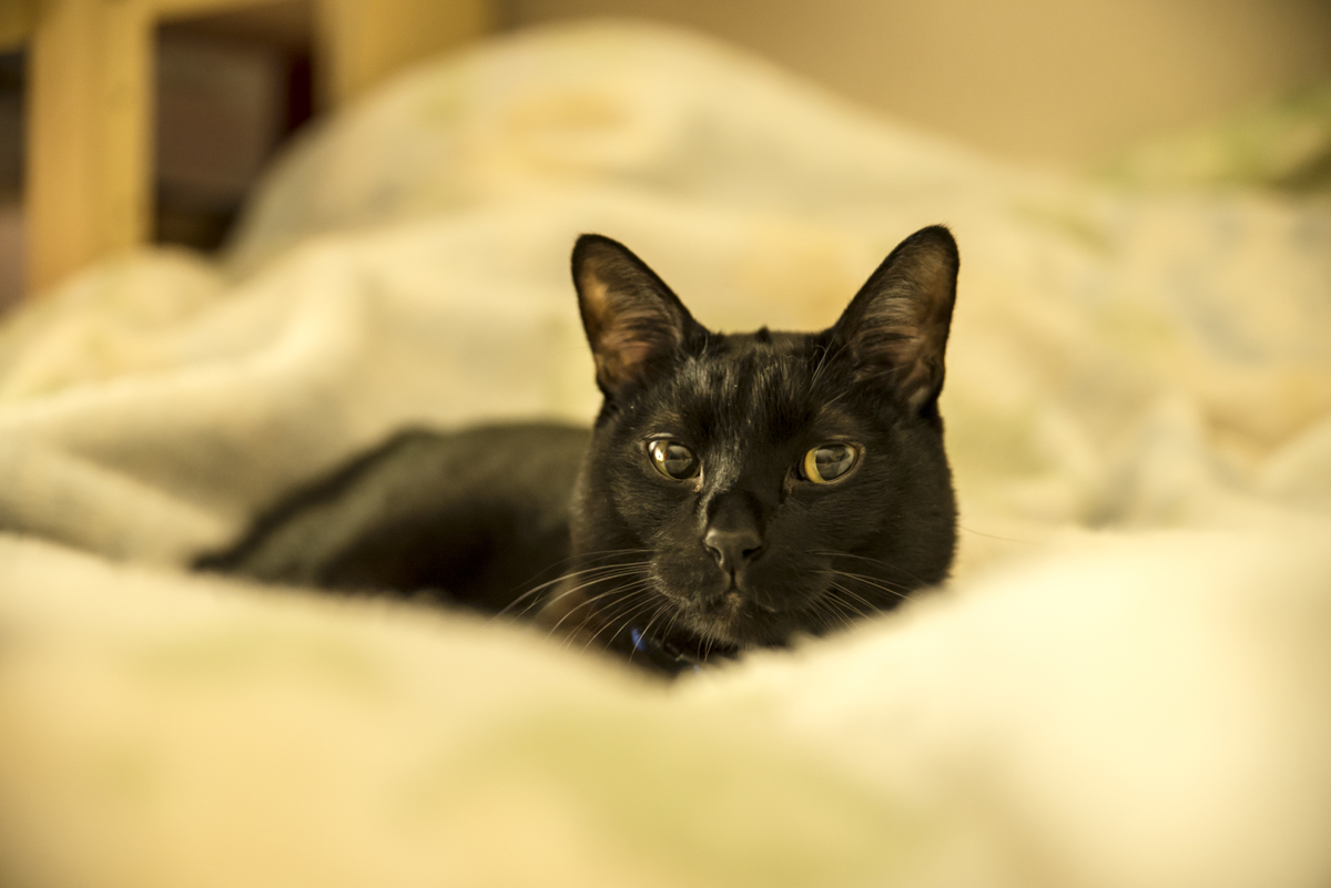 f:id:pegasass123:20201126155844j:plain