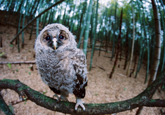 f:id:pegasass123:20210110003732j:plain