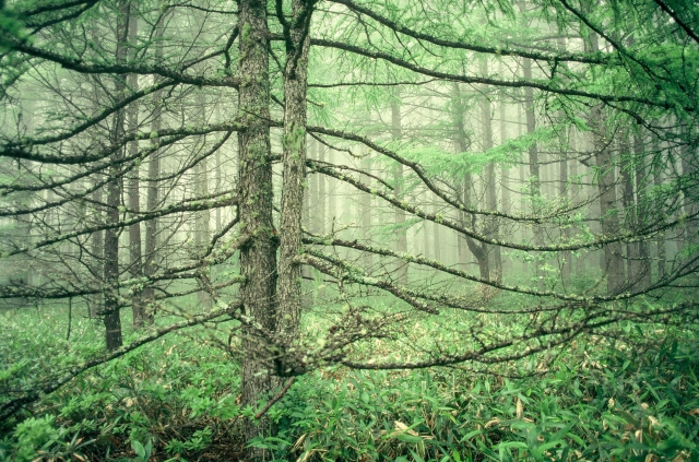 f:id:pegasass123:20210110003738j:plain