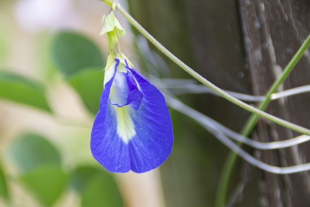 f:id:pegasass123:20210127144756j:plain