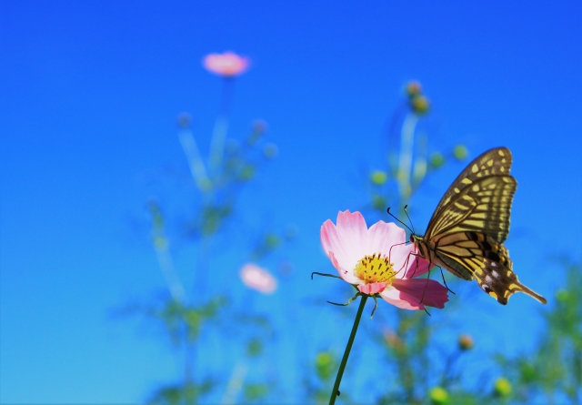 f:id:pegasass123:20210225191054j:plain