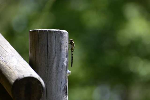 f:id:pegasass123:20210531115445j:plain