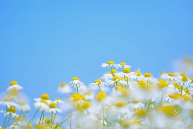 f:id:pegasass123:20210615152554j:plain