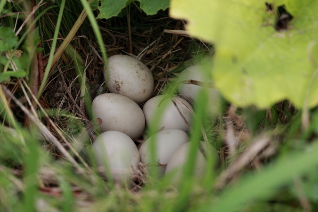 f:id:pegasass123:20210724005654j:plain