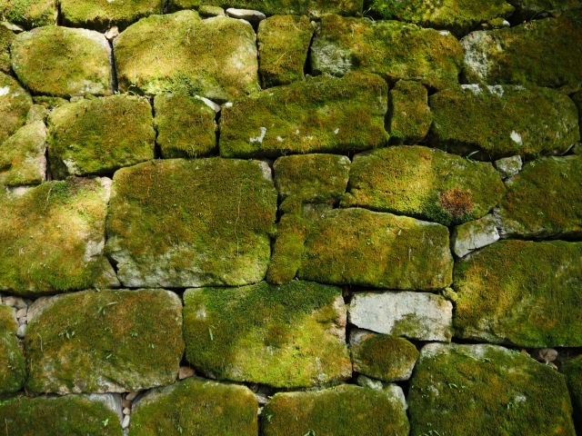 f:id:pegasass123:20210801163643j:plain