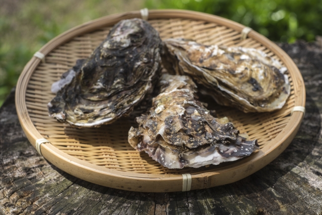 京都伊根町の岩牡蠣 夏珠 なつみ の通販は ミルクたっぷりで濃厚たまらん おやすみ前の5分で知りたいアレコレ 京都伊根町の岩牡蠣 夏珠 なつみ の通販は ミルクたっぷりで濃厚たまらん おやすみ前の5分で知りたいアレコレ