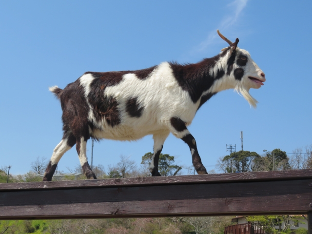 f:id:pegasass123:20210818134003j:plain