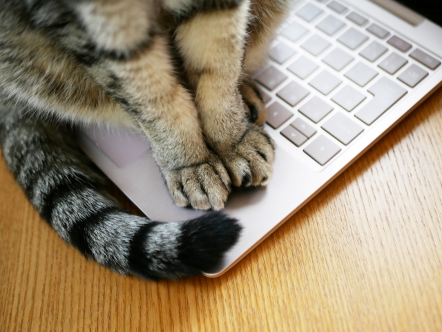 猫はしっぽを使って返事をする よくある仕草と理由をまとめました おやすみ前の5分で知りたいアレコレ