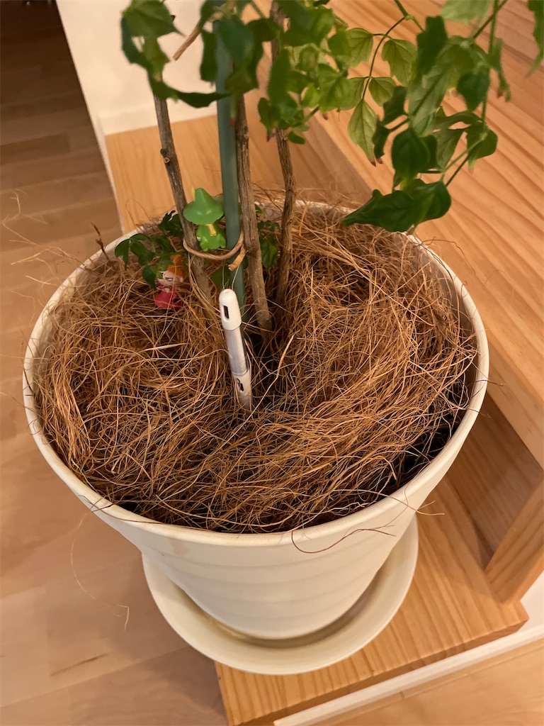 リビングの観葉植物のコバエ対策しました Pegneko S Blog