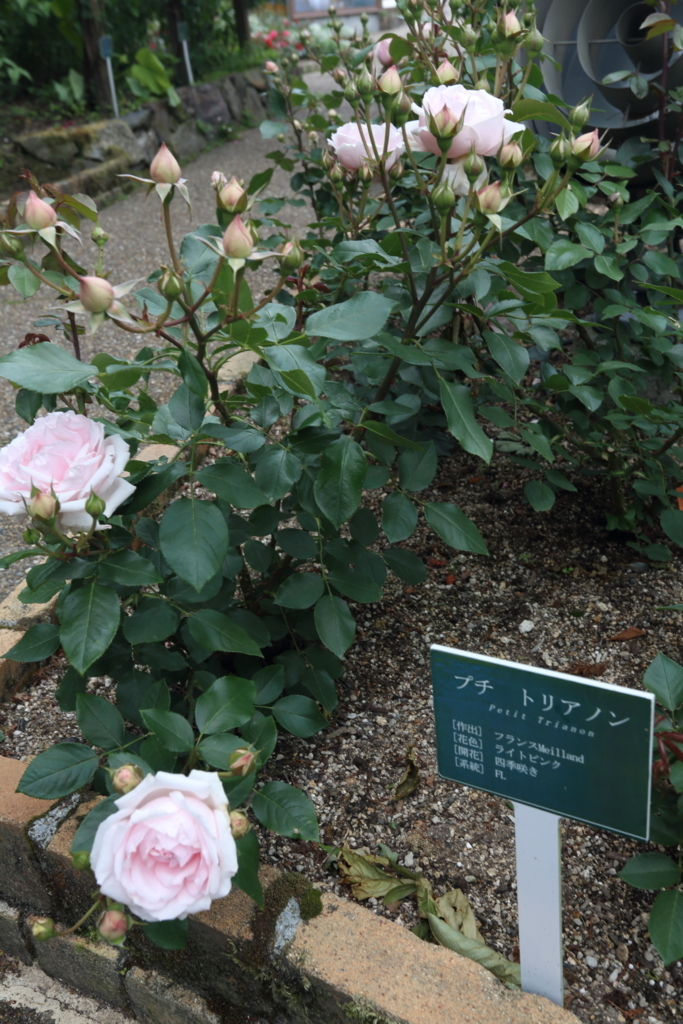 f:id:peisanho:20170624125700j:plain f:id:peisanho:20170624125700j:plain