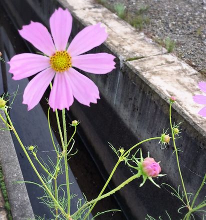 f:id:peko0421:20160924205932j:plain f:id:peko0421:20160924205932j:plain