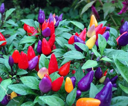 f:id:peko0421:20160924210038j:plain f:id:peko0421:20160924210038j:plain