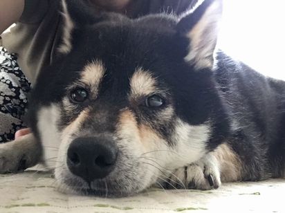 f:id:peko0421:20160924210433j:plain f:id:peko0421:20160924210433j:plain