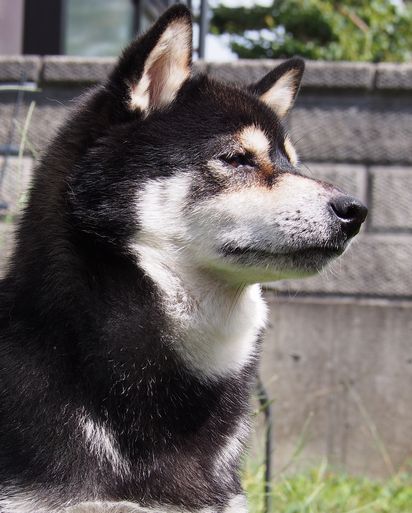 f:id:peko0421:20160925195333j:plain f:id:peko0421:20160925195333j:plain