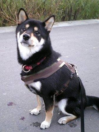 f:id:peko0421:20160925195541j:plain f:id:peko0421:20160925195541j:plain