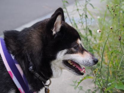 f:id:peko0421:20160925200459j:plain f:id:peko0421:20160925200459j:plain