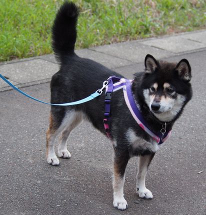 f:id:peko0421:20160925200528j:plain f:id:peko0421:20160925200528j:plain