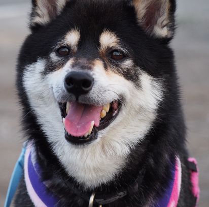 f:id:peko0421:20160925200543j:plain f:id:peko0421:20160925200543j:plain