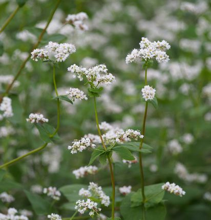 f:id:peko0421:20160925201315j:plain f:id:peko0421:20160925201315j:plain