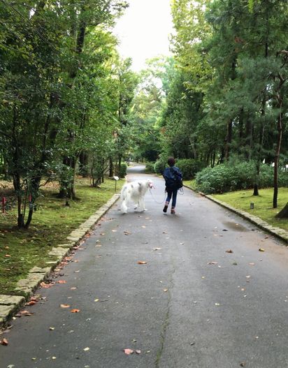 f:id:peko0421:20161010093439j:plain f:id:peko0421:20161010093439j:plain