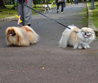 f:id:peko0421:20161010100633j:plain f:id:peko0421:20161010100633j:plain