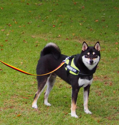 f:id:peko0421:20161010114326j:plain f:id:peko0421:20161010114326j:plain