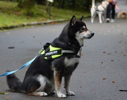 f:id:peko0421:20161010114334j:plain f:id:peko0421:20161010114334j:plain