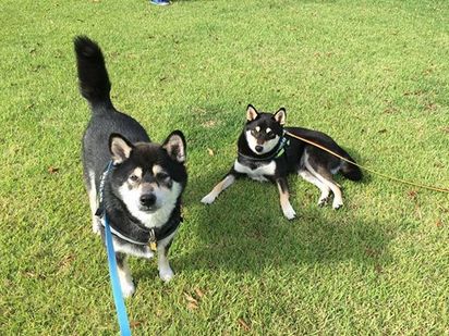 f:id:peko0421:20161010115822j:plain f:id:peko0421:20161010115822j:plain