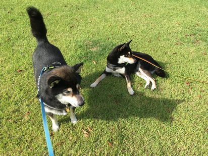 f:id:peko0421:20161010115830j:plain f:id:peko0421:20161010115830j:plain