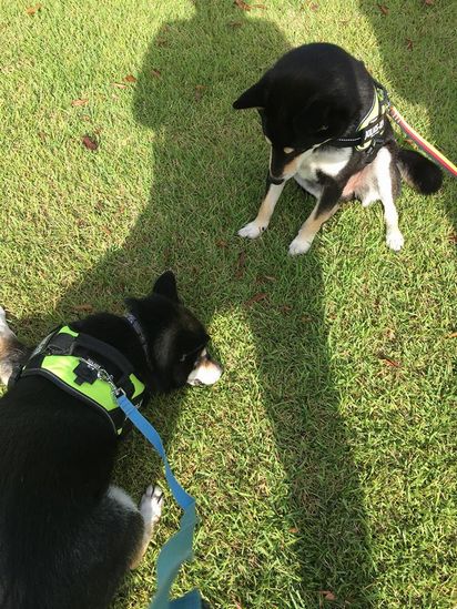 f:id:peko0421:20161010115938j:plain f:id:peko0421:20161010115938j:plain