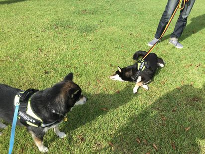 f:id:peko0421:20161010120144j:plain f:id:peko0421:20161010120144j:plain