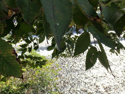 f:id:peko0421:20161029161350j:plain