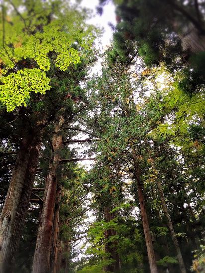 f:id:peko0421:20161029180130j:plain f:id:peko0421:20161029180130j:plain