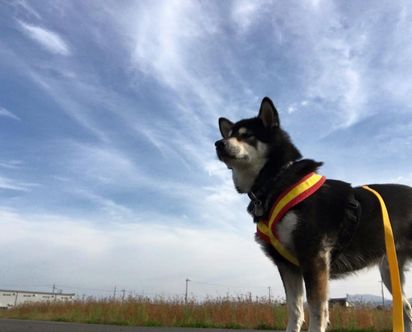 f:id:peko0421:20161029200102j:plain f:id:peko0421:20161029200102j:plain