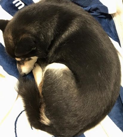 f:id:peko0421:20161029202337j:plain f:id:peko0421:20161029202337j:plain