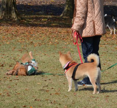 f:id:peko0421:20171111154706j:plain f:id:peko0421:20171111154706j:plain