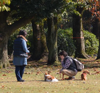 f:id:peko0421:20171111154751j:plain f:id:peko0421:20171111154751j:plain