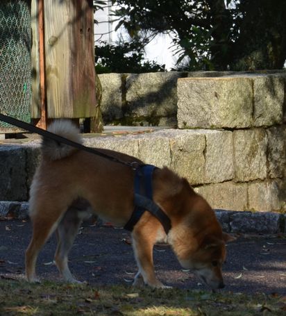 f:id:peko0421:20171111175933j:plain f:id:peko0421:20171111175933j:plain