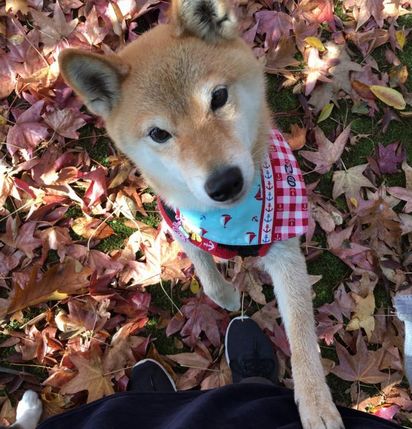 f:id:peko0421:20171111180926j:plain f:id:peko0421:20171111180926j:plain