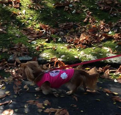 f:id:peko0421:20171111180952j:plain f:id:peko0421:20171111180952j:plain