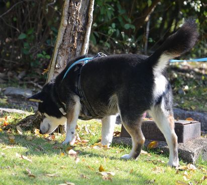 f:id:peko0421:20171111182358j:plain f:id:peko0421:20171111182358j:plain